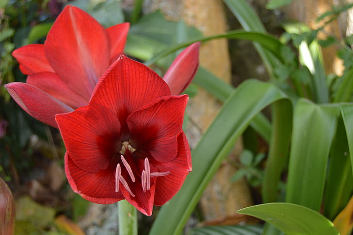 red, flower, flowers, spring, nature, lily, garden