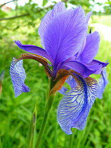 IRIS, fleur, bleu, Bloom, nature