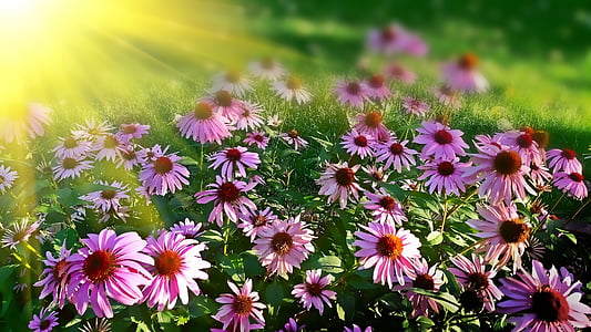 daisies, flowers, summer, floral, nature, blossom, purple