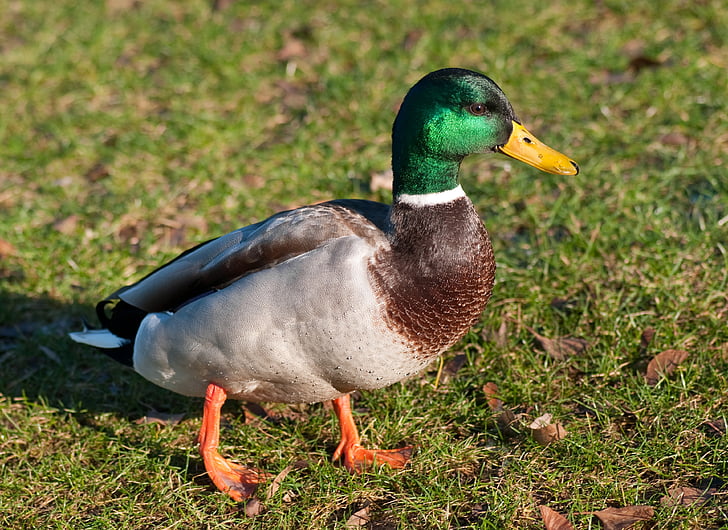 duck, mallard, male, bird, animal