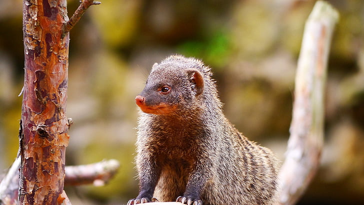 Mongoose, skapning, pattedyr, sammenbundet mongoose, dyr, rovdyr, oppmerksomhet