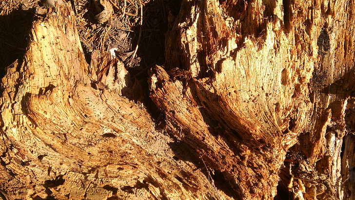 drevo, morsch, červivé, staré, strom, rozísť sa, rot