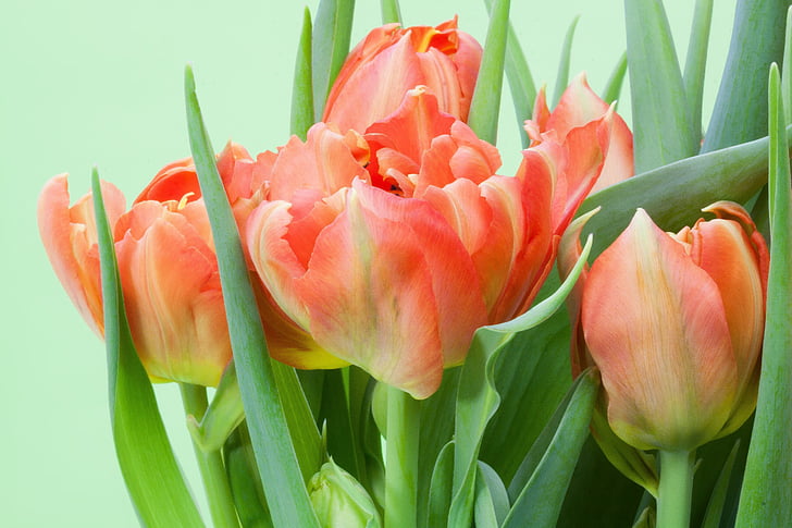 tulipán, csokor, tavaszi, természet, virágok, schnittblume, Blossom
