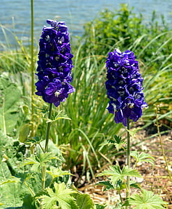 Larkspur, fleur, bleu, plante ornementale, Jacinthe grand, Blossom, Bloom
