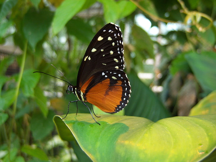 butterfly, insect, animal, leaves