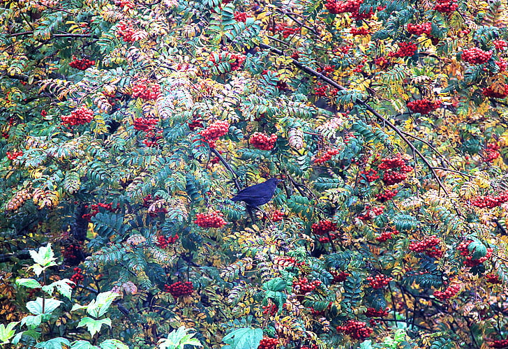 Rowan, alam, cabang, tanaman, merah, pohon, musim