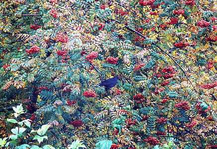 rowan, nature, branch, plant, red, tree, season