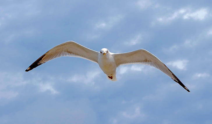 seagull, flying, sky, ave, fly