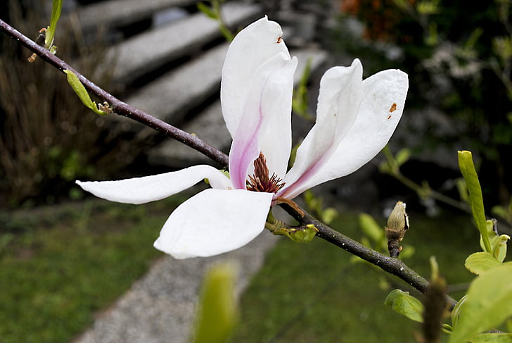 Magnolia, virág, rózsaszín, fehér, természet, zár, gyönyörű