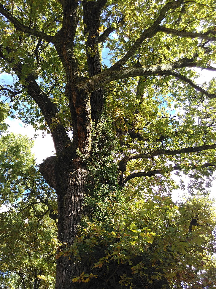 Oak, Thiên nhiên, cũ