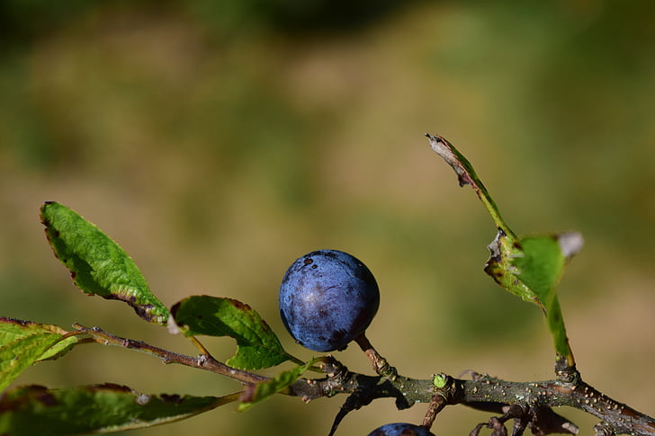 Rowan, blauw, sluiten, achtergrond, mooie, herfst, Berry