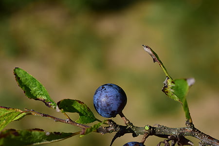 Rowan, bleu, fermer, arrière-plan, belle, automne, Berry