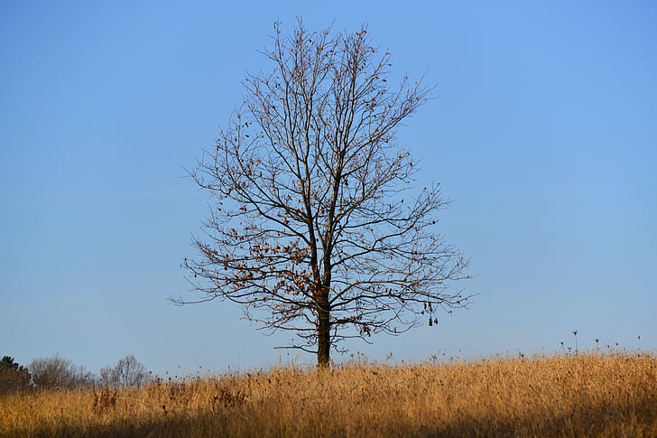 autumn, oak, loneliness, reverie, tree, nature, sky