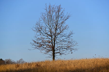 mùa thu, Oak, cô đơn, Reverie, cây, Thiên nhiên, bầu trời