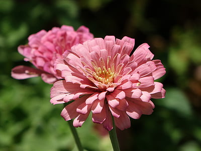 flor, zínia, -de-rosa