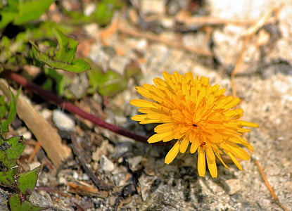 Păpădie, floare, galben, individual, singuratic