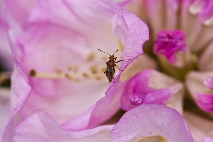 Rhododendron, Blossom, Bloom, printemps, rhododendron rose, Bush, Beetle