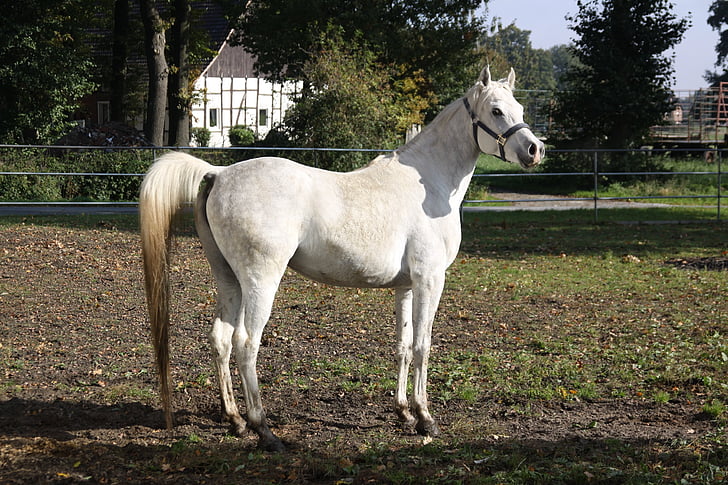 Mare, moule, cheval, arabes, animal, Stallion, pur-sang arabe