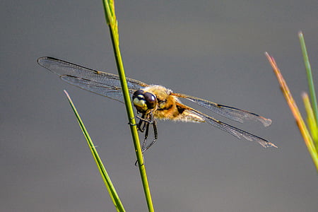 Dragonfly, zvíře, Zavřít, Příroda, letu hmyz, hmyz, Fotografie