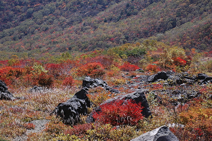 otoño, hojas otoñales, paisaje, Valle, roca, naturaleza, hoja