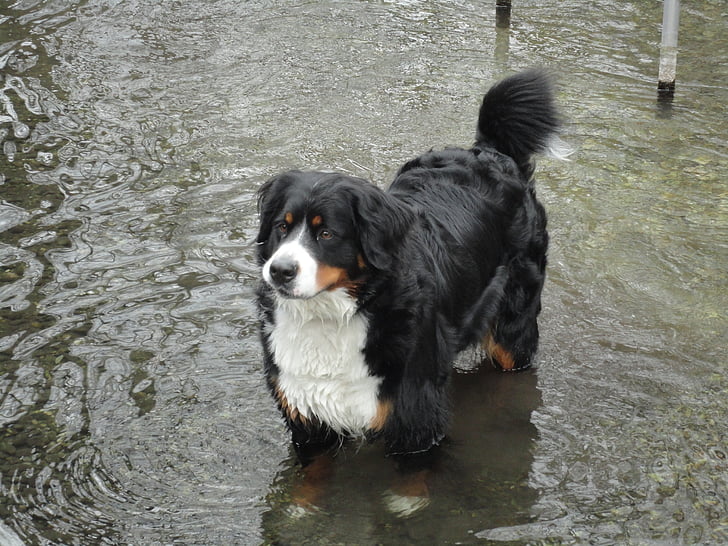 šuo, Berner sennen šuo, vandens, blogas, troškulys, moteris, tvenkinys