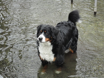 cão, Berner sennen cão, água, mau, sede, fêmea, Lagoa