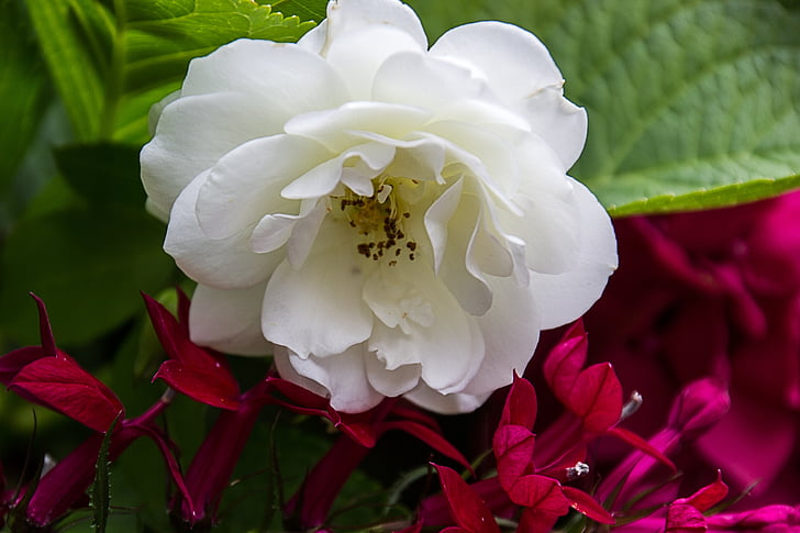 rose, flowers, background, flower, garden, summer, nature