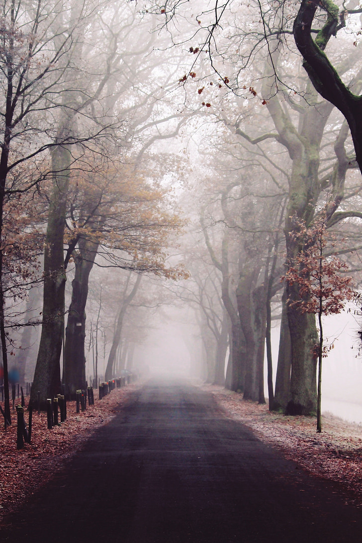 fog, park, nature, landscape, forest, trees, mood