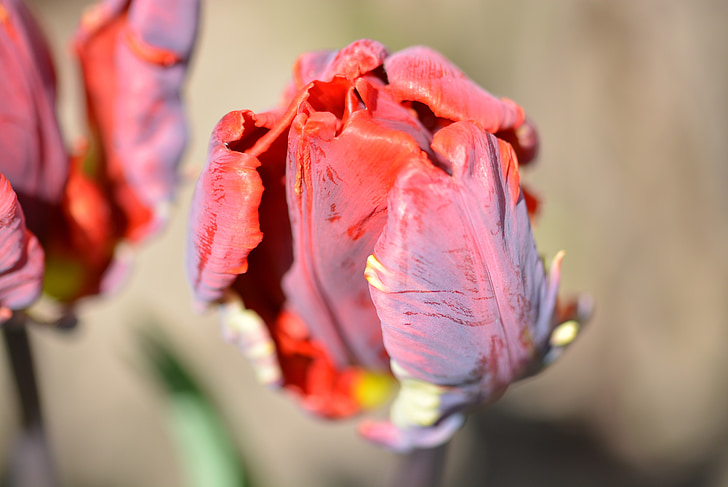 Tulip, Blossom, mekar, musim semi, Tutup, bunga, alam