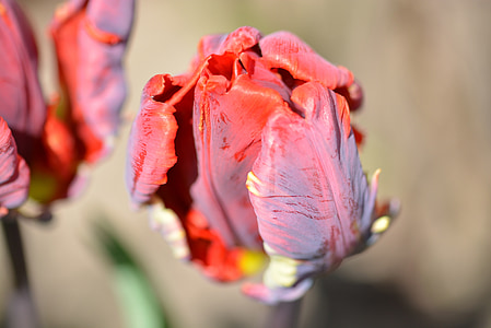 Tulipa, flor, flor, primavera, tancar, flor, natura