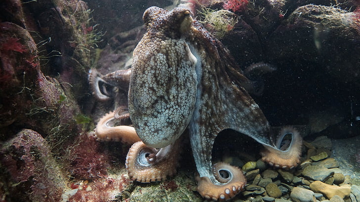 Ahtapot, Kraken'ı, Octopus vulgaris, ortak otopus, okyanus, kafadanbacaklı, omurgasız