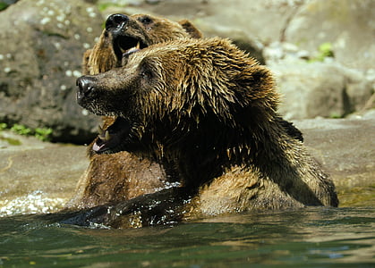 bear, ursus arctos, water, zoo, splashing, inject, water splashes
