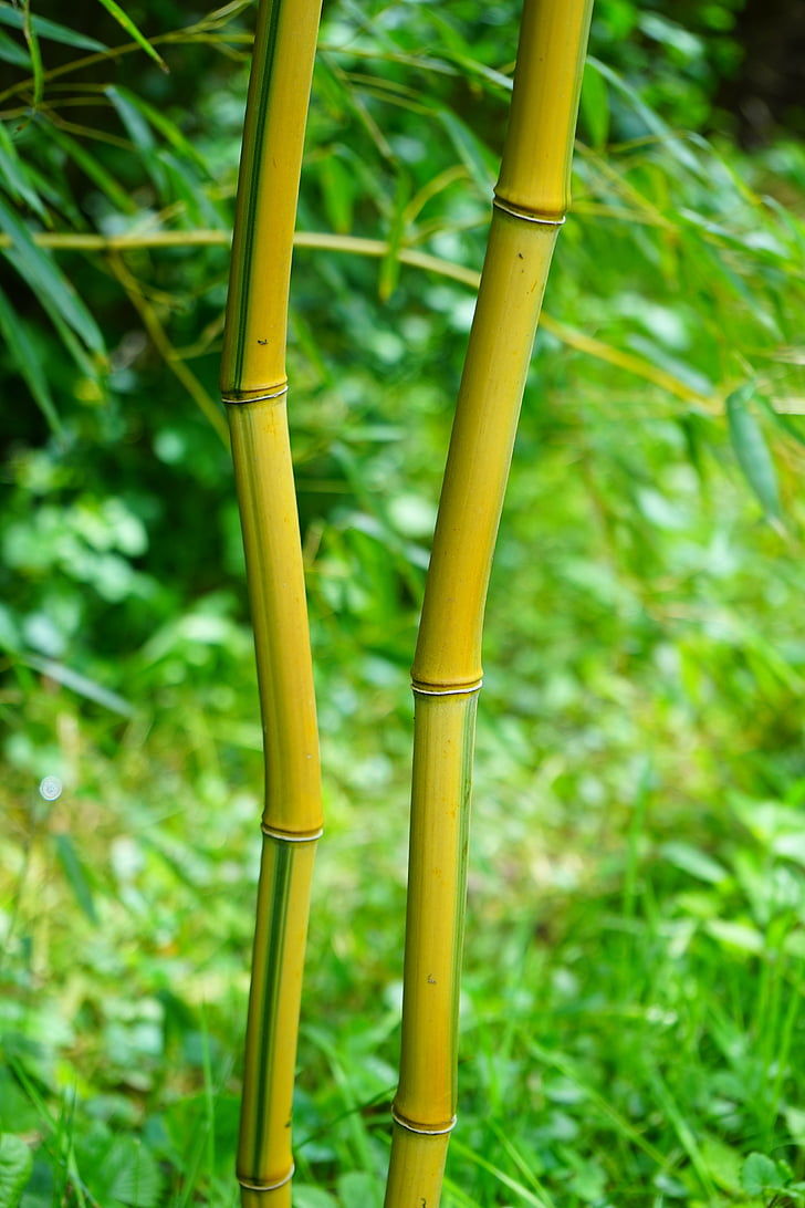 Bamboo, stjälk, grön, gul, Woody, nod bambu, guld bamboo tube