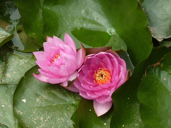 цветок, водные растения, Природа, Водяная лилия, Лепесток, завод, розовый цвет