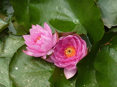 Hoa, thực vật thủy sinh, Thiên nhiên, water lily, cánh hoa, thực vật, màu hồng