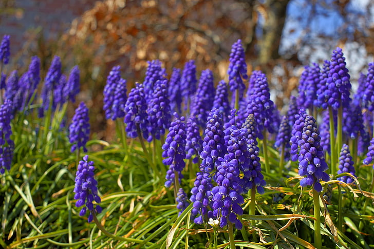 Hyacint, květiny, modrá, Příroda, závod, zahrada, jaro