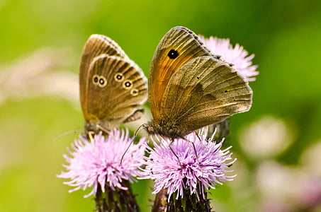 fjärilar, fjäril, insekt, blomma, säsong, våren, sommar