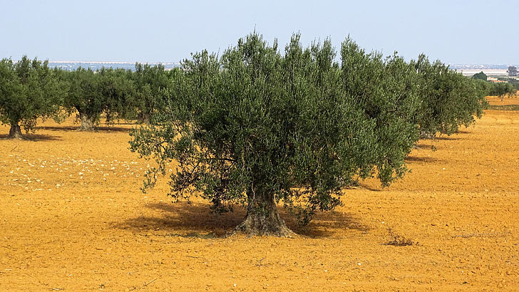 oliventrær, Olivier, treet, trær, landskapet