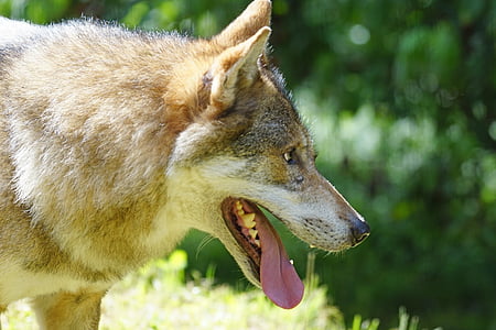 Wolf, Predator, europæiske ulv, pattedyr, kødædende, Pack dyr, hechelnd