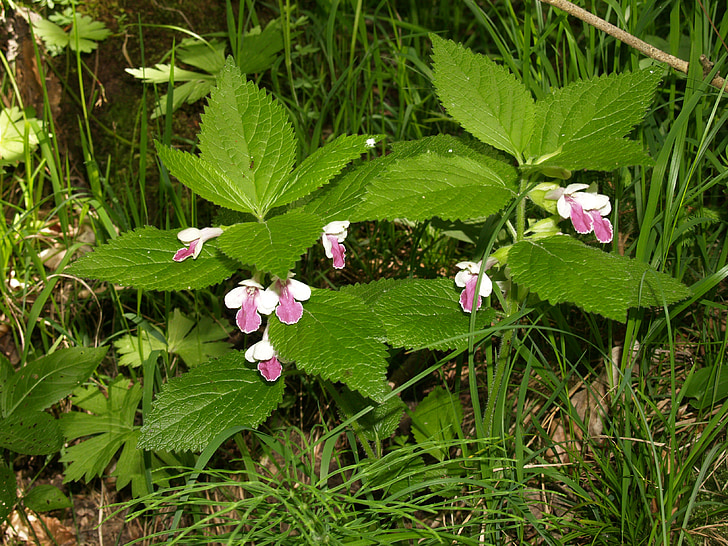 plant, forest, nettle, galeopsis speciosa