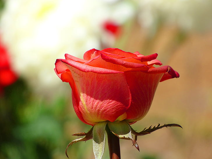 kwiat, kwiaty, Rosa, czerwona róża, czerwony, płatki, Natura