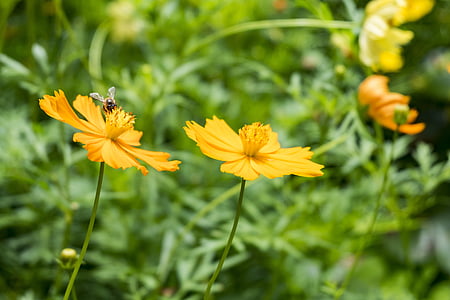 flores com insetos, árvore, Bush, abelha, flores, tempo bom, amarelo
