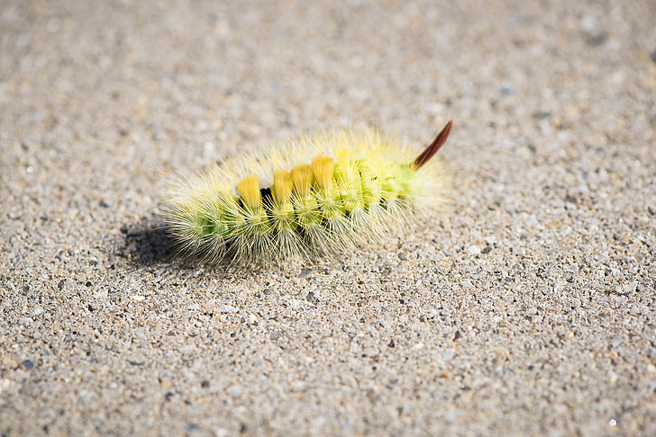 caterpillar, green, green caterpillar, nature, animal, close, hairy