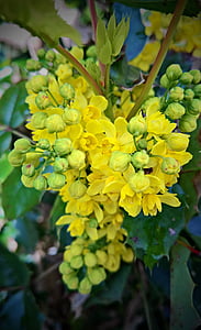 φυτό, μαόνι, συνηθισμένο μαόνι, ο Μπους, stechdorn φύλλα, κίτρινα άνθη, Κλείστε
