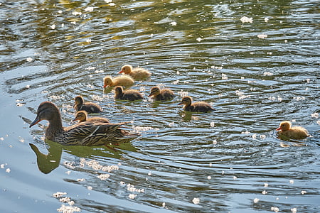 swarm, sweet, young animal, duck, water, leg, water bird