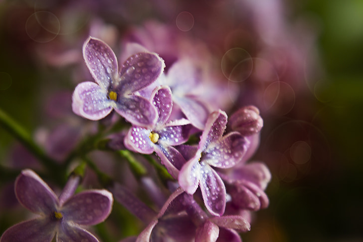 Be, pavasarį, gėlės, Gamta, violetinė, ekrano užsklanda, skaitmeninė nuotrauka