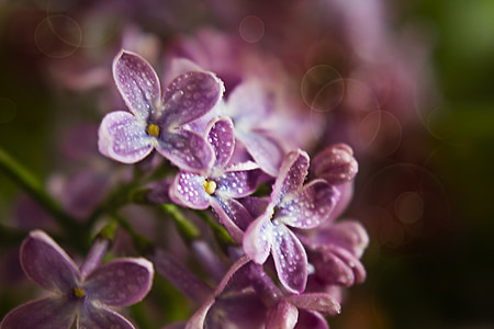 ohne, Frühling, Blumen, Natur, violett, Tapete, digitales Bild