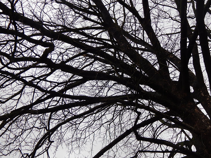 strom, pobočky, Zimní, chůze, Příroda, větev, Les