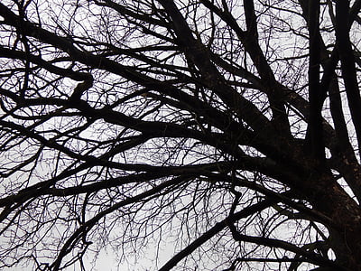 arbre, branches, hiver, à pied, nature, Direction générale de la, Forest