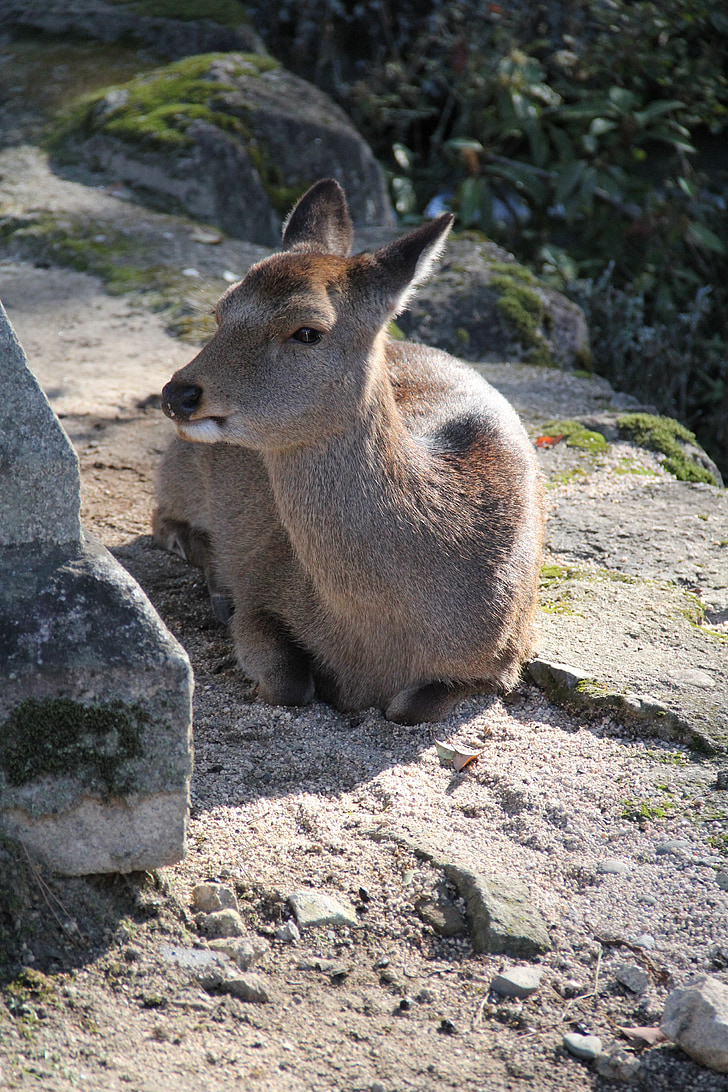 Deer, Miyajima, Japani